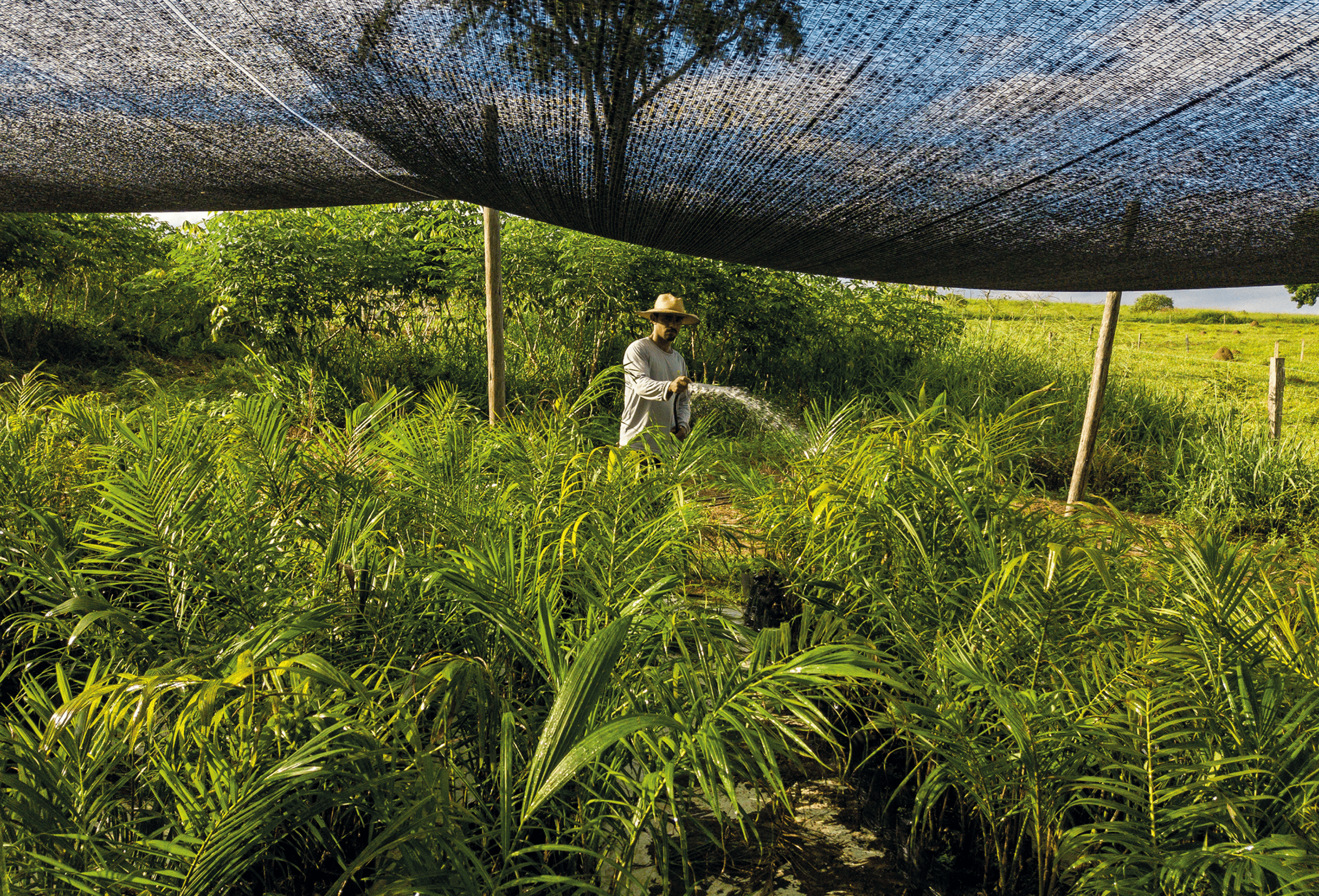Trabalhador aguando as mudas.