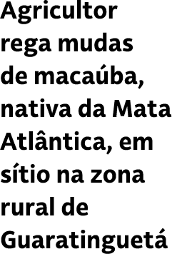 Agricultor rega mudas de maca ba, nativa da Mata Atl ntica, em s tio na zona rural de Guaratinguet 