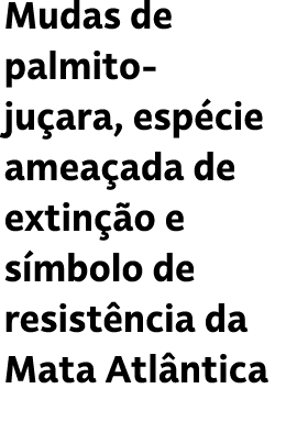 Mudas de palmito ju ara, esp cie amea ada de extin o e s mbolo de resist ncia da Mata Atl ntica 