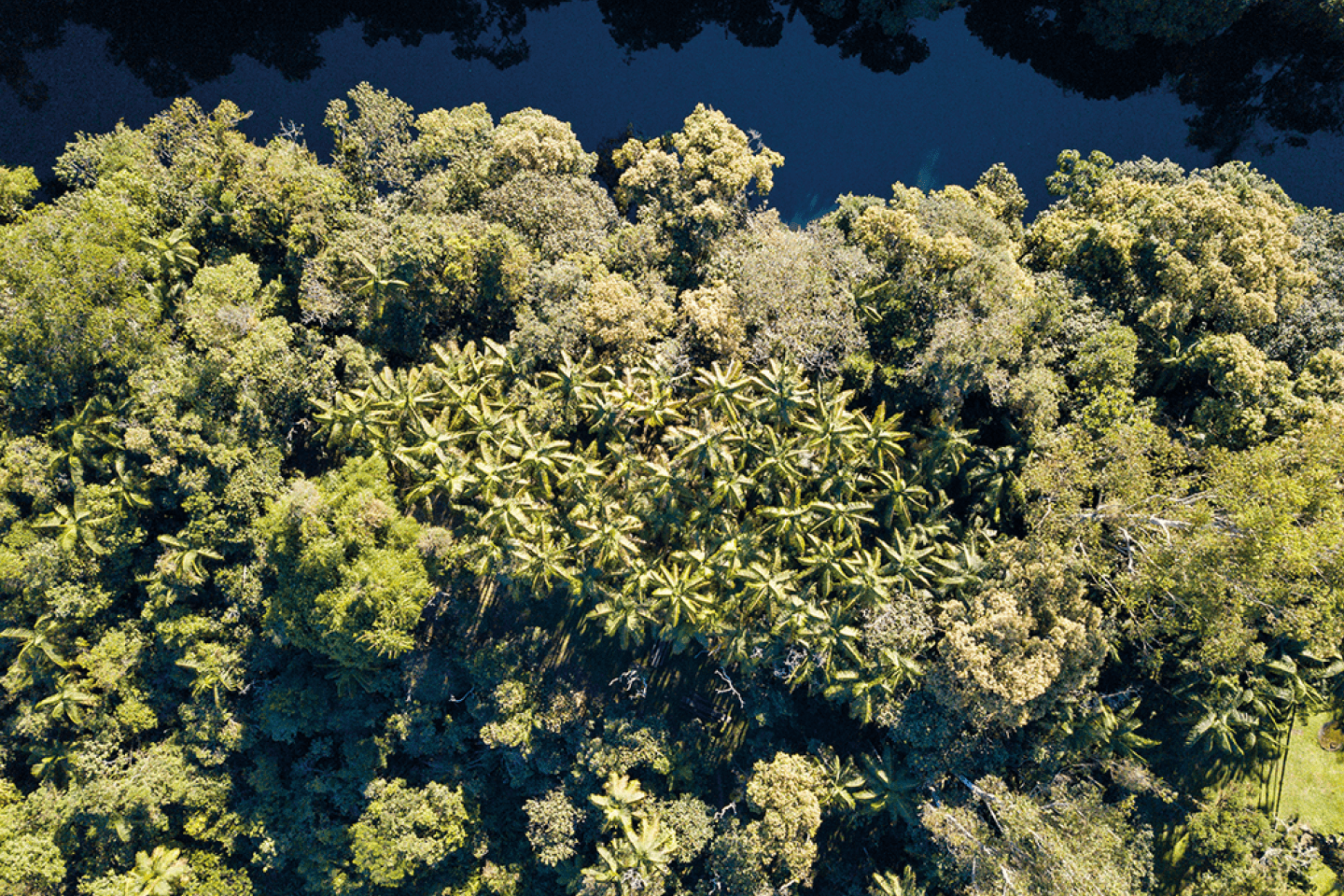 Vista a ra da rea de estudo das Palmairas Ju ara com o rio Paraibuna acima.
