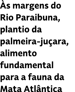  s margens do Rio Paraibuna, plantio da palmeira ju ara, alimento fundamental para a fauna da Mata Atl ntica