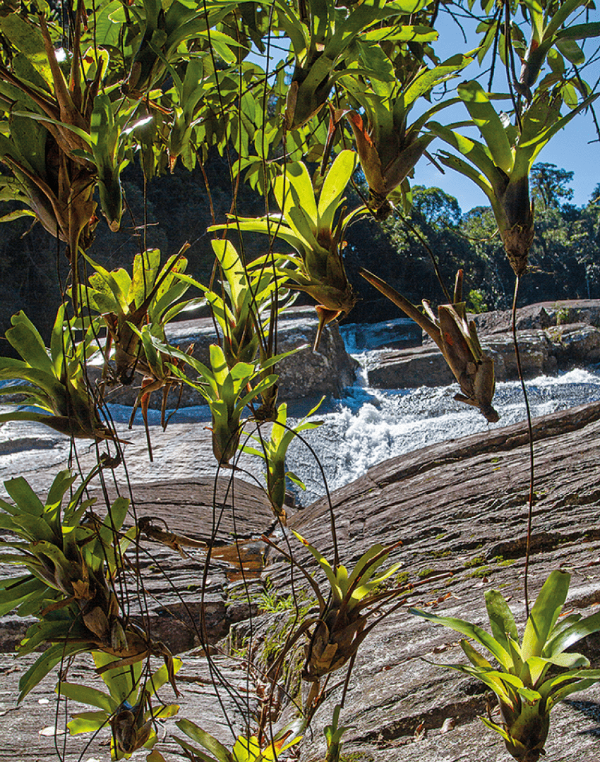 Brom lias na Cachoeira do Salto Grande