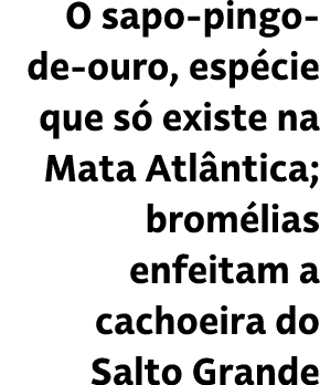 O sapo pingo de ouro, esp cie que s existe na Mata Atl ntica; brom lias enfeitam a cachoeira do Salto Grande
