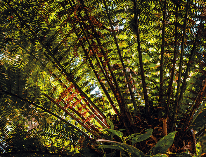 Assunto: Serra da Mantiqueira Local: Campos de Jord o - SP Data: 04/2022 Autor: Pedro Persinotti