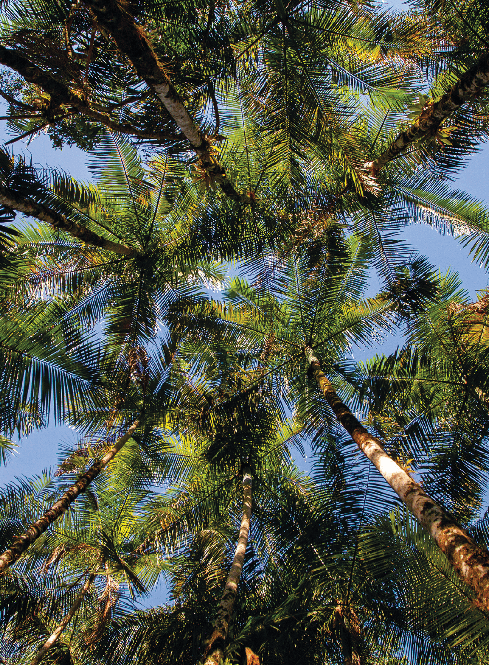  rea dedicada  Palmeira Ju ara dentro do N cleo para estudo e educa  o