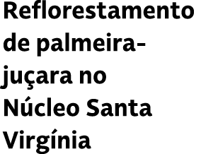 Reflorestamento de palmeira ju ara no N cleo Santa Virg nia
