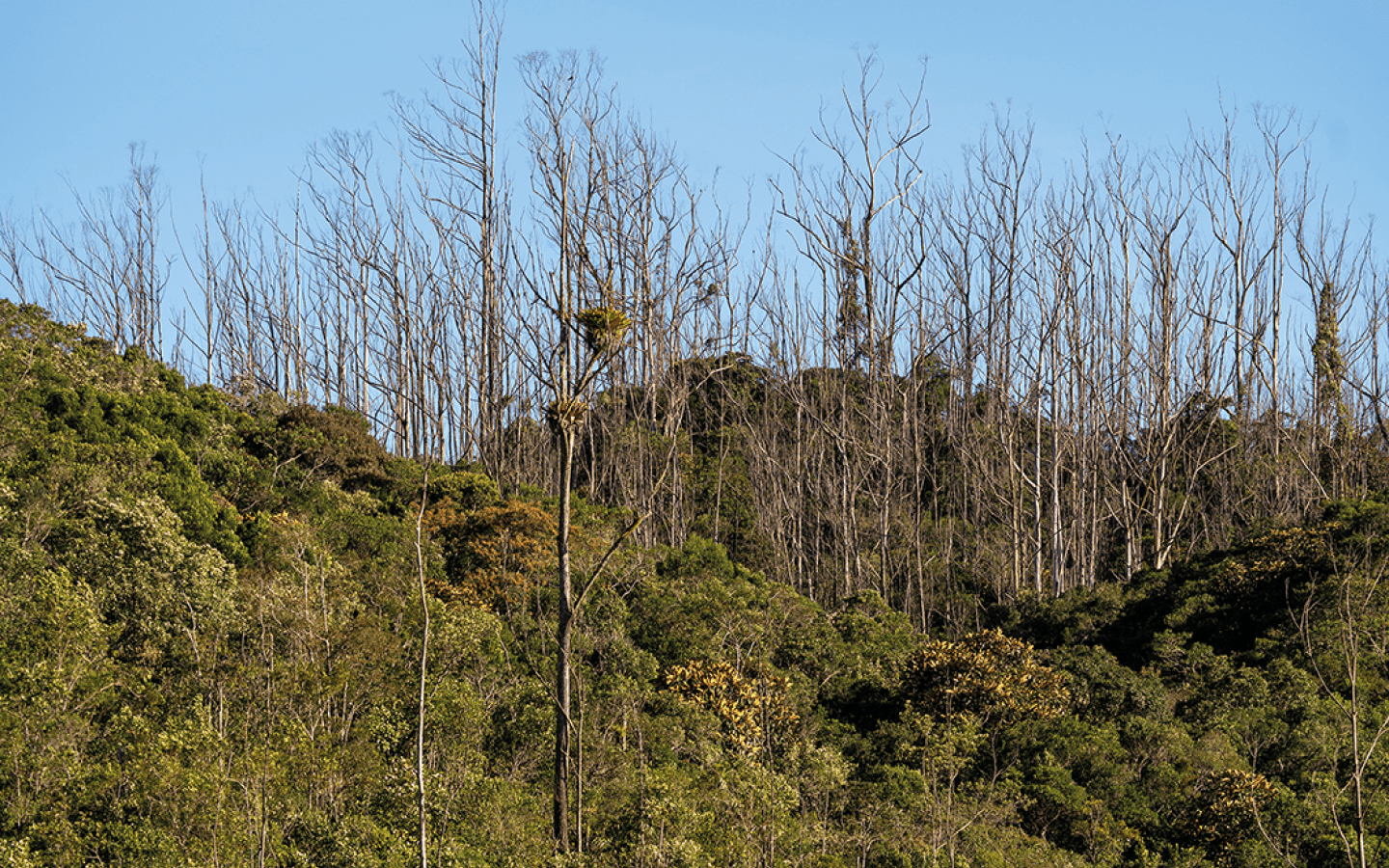 Os eucalptos est o sendo mortos em p , atrav s de um processo qu mico controlado e com autoriza o do IBAMA. A estrat gia   preservar o sub-bosque e deixar o droco perder aos poucos as folhos, os galhos e parcialmente o troco, de cima para baixo, at  que n o sobre mais nada.