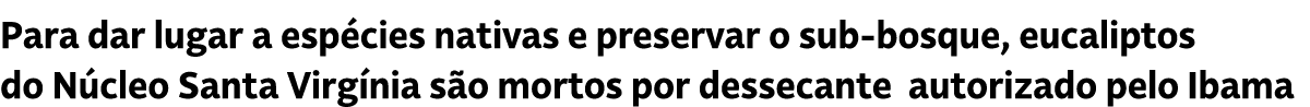Para dar lugar a esp cies nativas e preservar o sub bosque, eucaliptos do N cleo Santa Virg nia s o mortos por dessec...