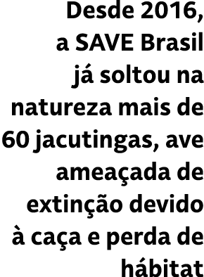 Desde 2016, a Save Brasil j soltou na natureza mais de 60 jacutingas, ave amea ada de extin  o devido   ca a e perda...