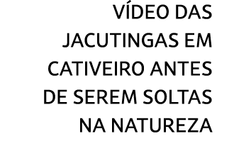 V deo das jacutingas em CATIVEIRO ANTES DE SEREM soltas na natureza