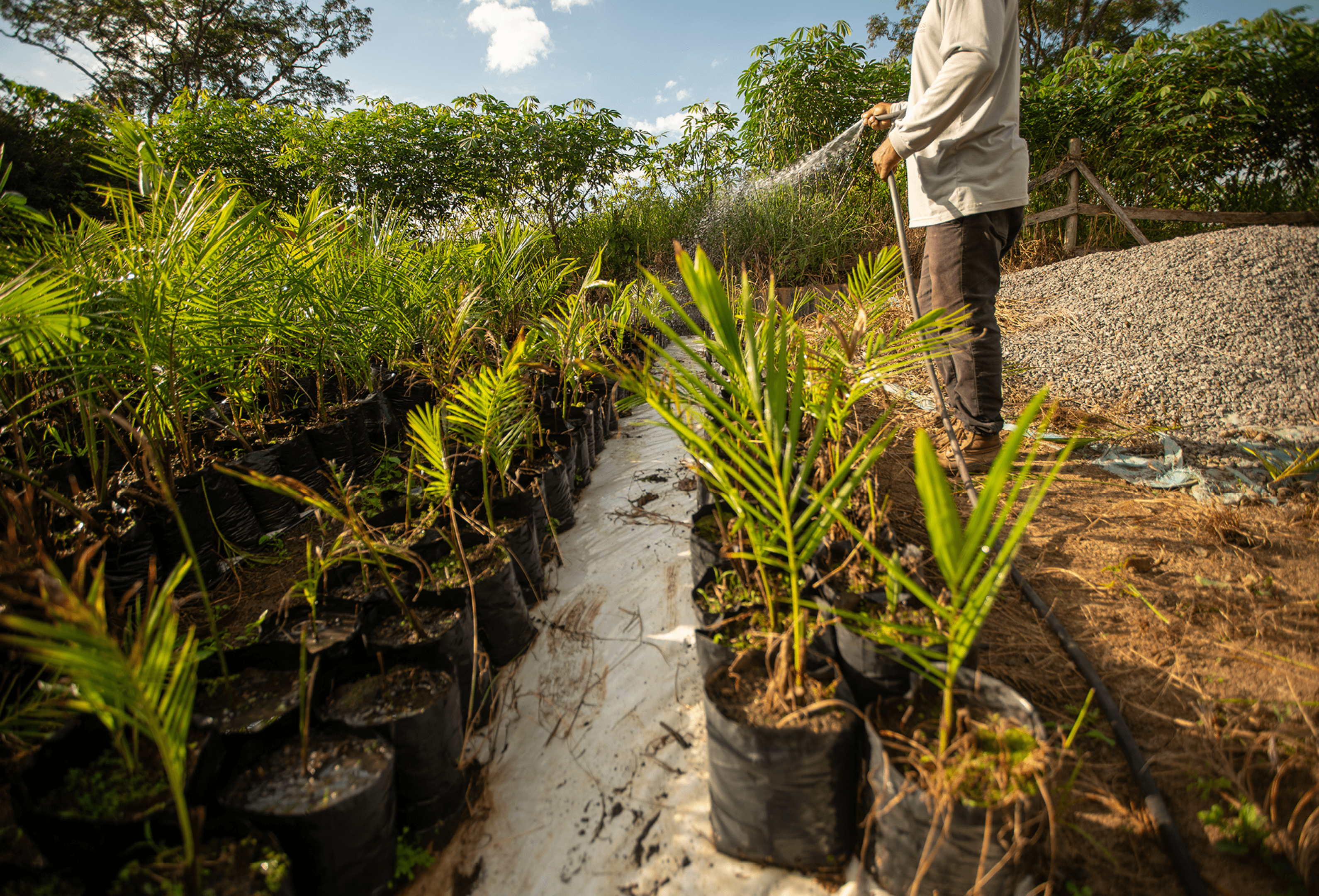 O Ezequiel reflorestou sua propriedade que criava gado, em Guaratinguet , atrav s do Programa Produtor de guas