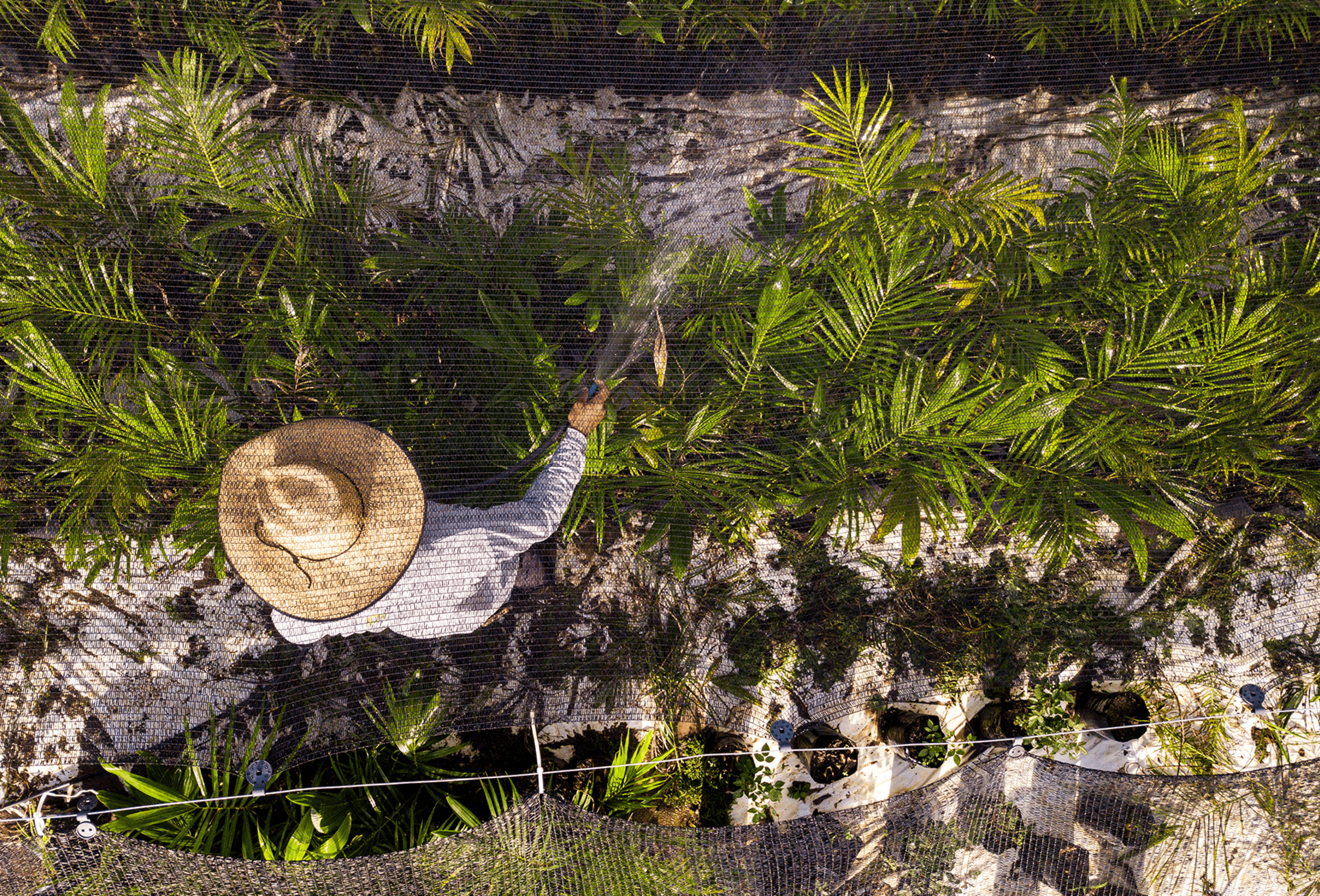 Trabalhador aguando as mudas.