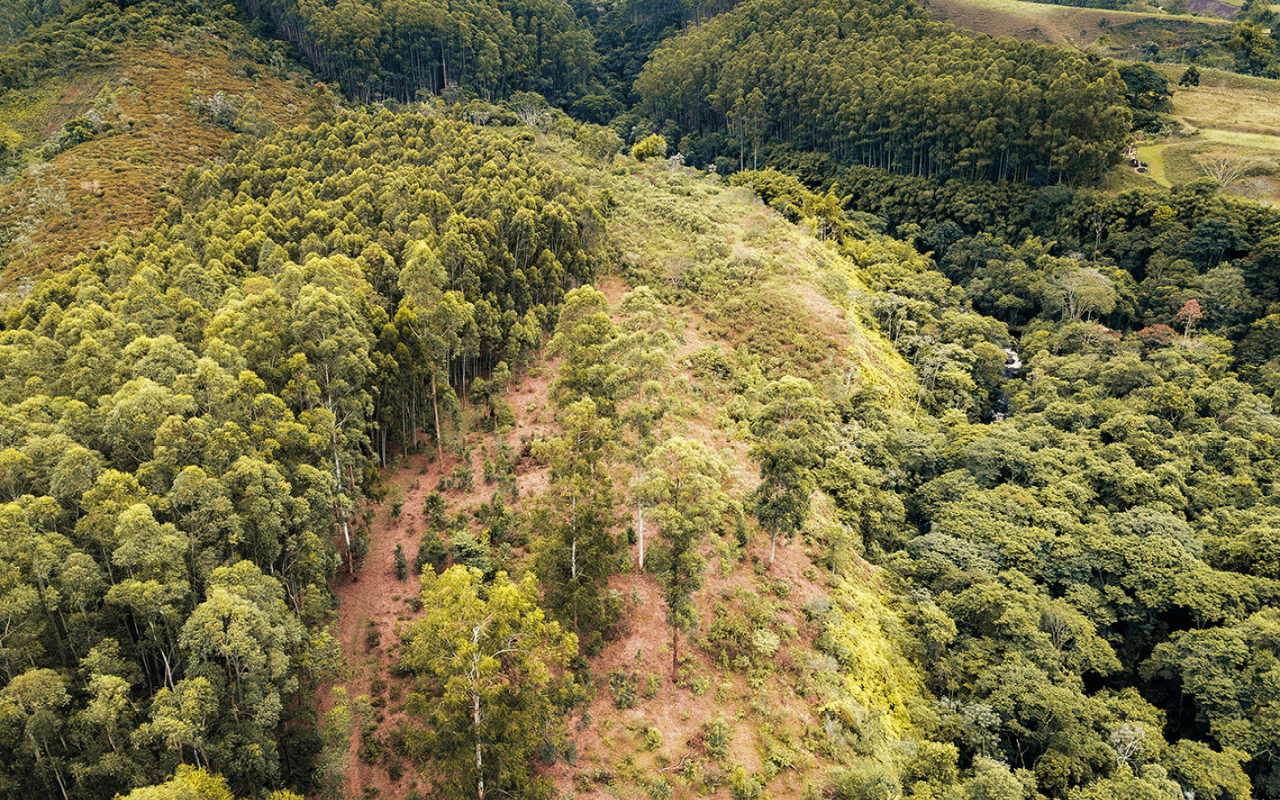 Na vista a rea, pode ser ver a massa de eucal pto  esquera e a  rea que vem sendo reflorestada na encosta at  o rio.