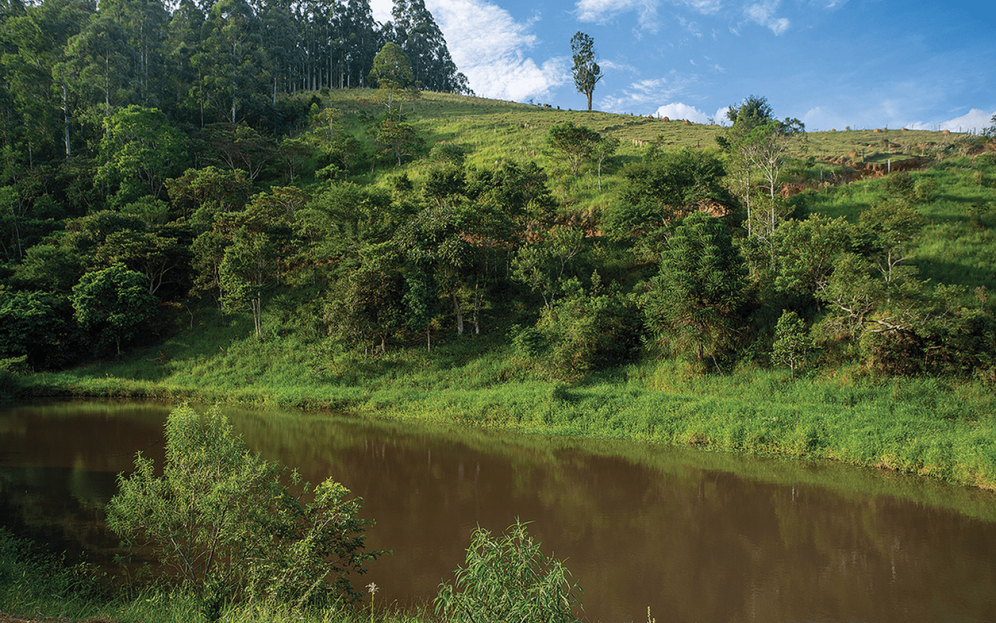  rea de mata que vem sendo recomposta no s tio do Jos . Mais acima, a rea de pastagem no sistema de piquete.