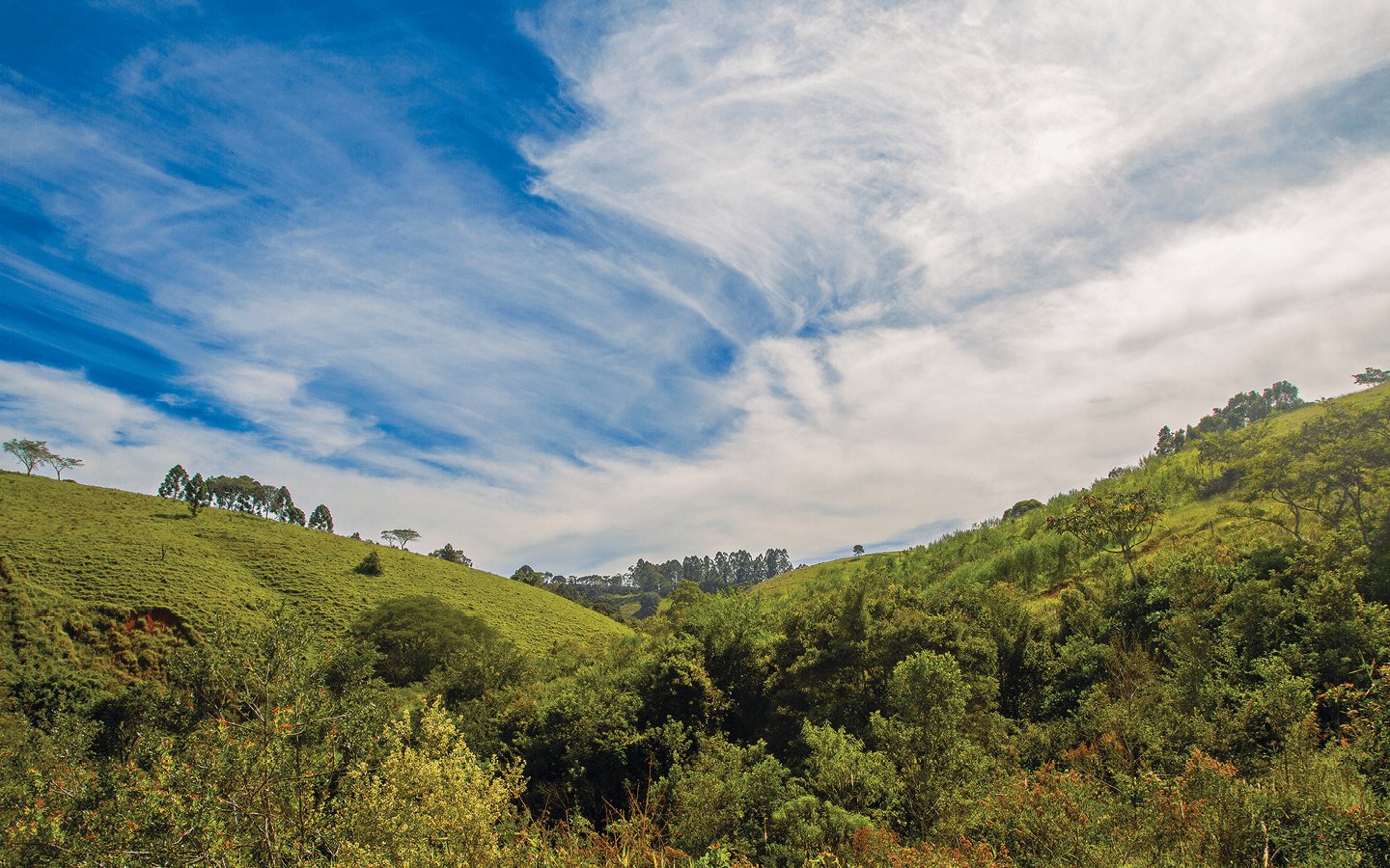  rvores protegem as nascentes
